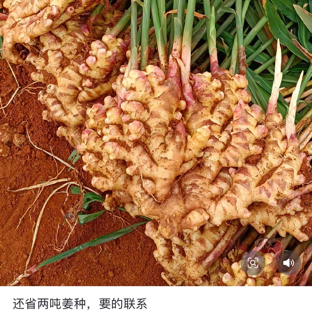 本味鲜姜坊（正宗云南罗平小黄姜批发零售）