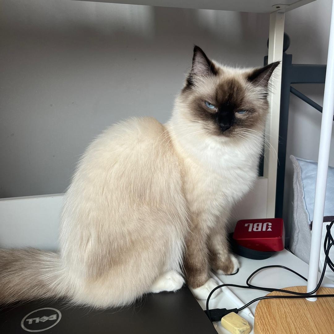 小黑脸是布偶呀是布偶