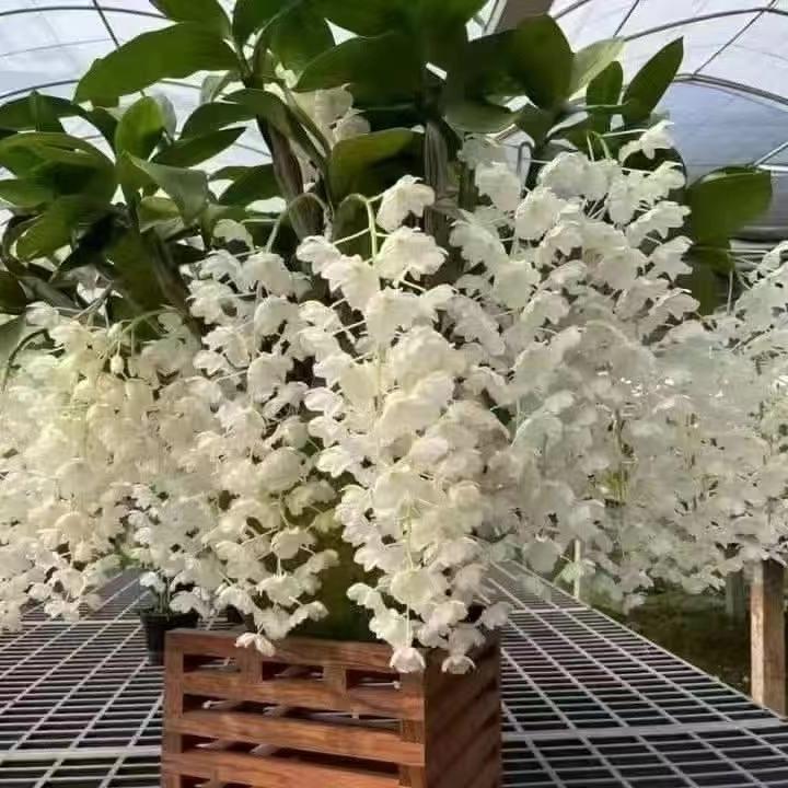 小翠石斛