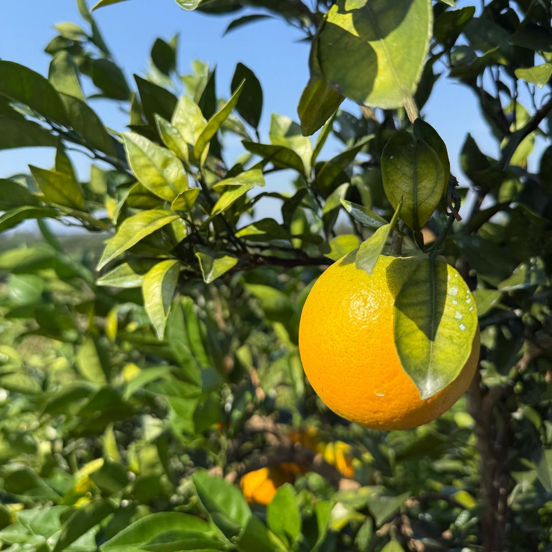 黄鲜森的水果铺