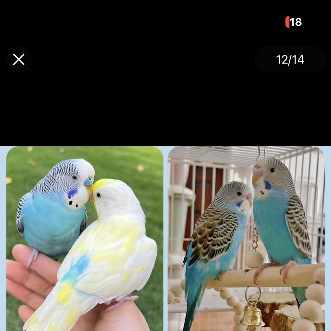 鹦宠联萌次日达