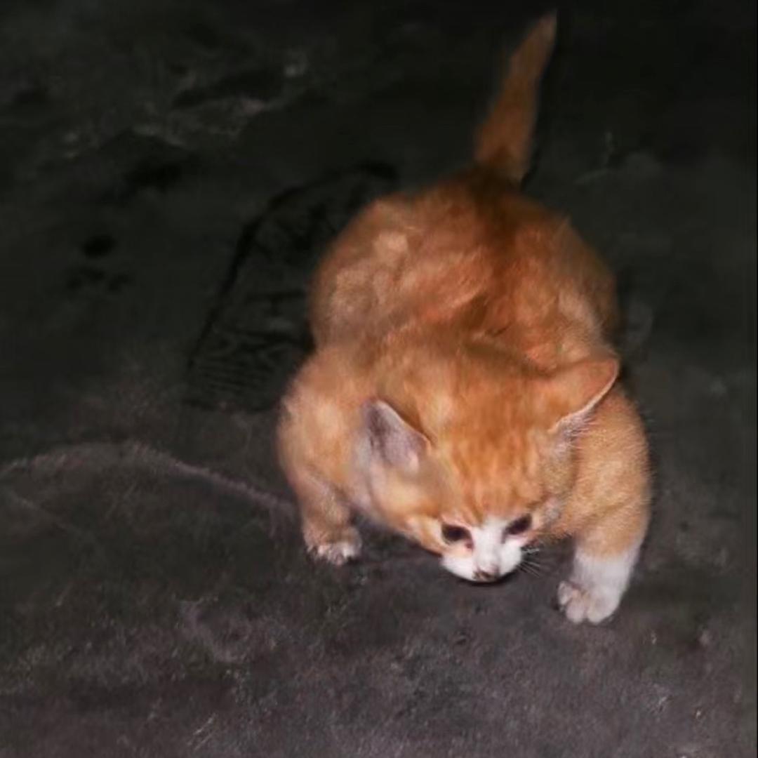 林飞