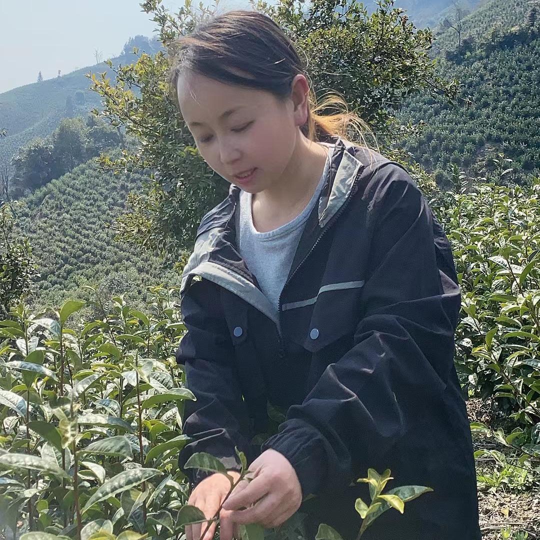 婷子祁门高山红茶～原产地