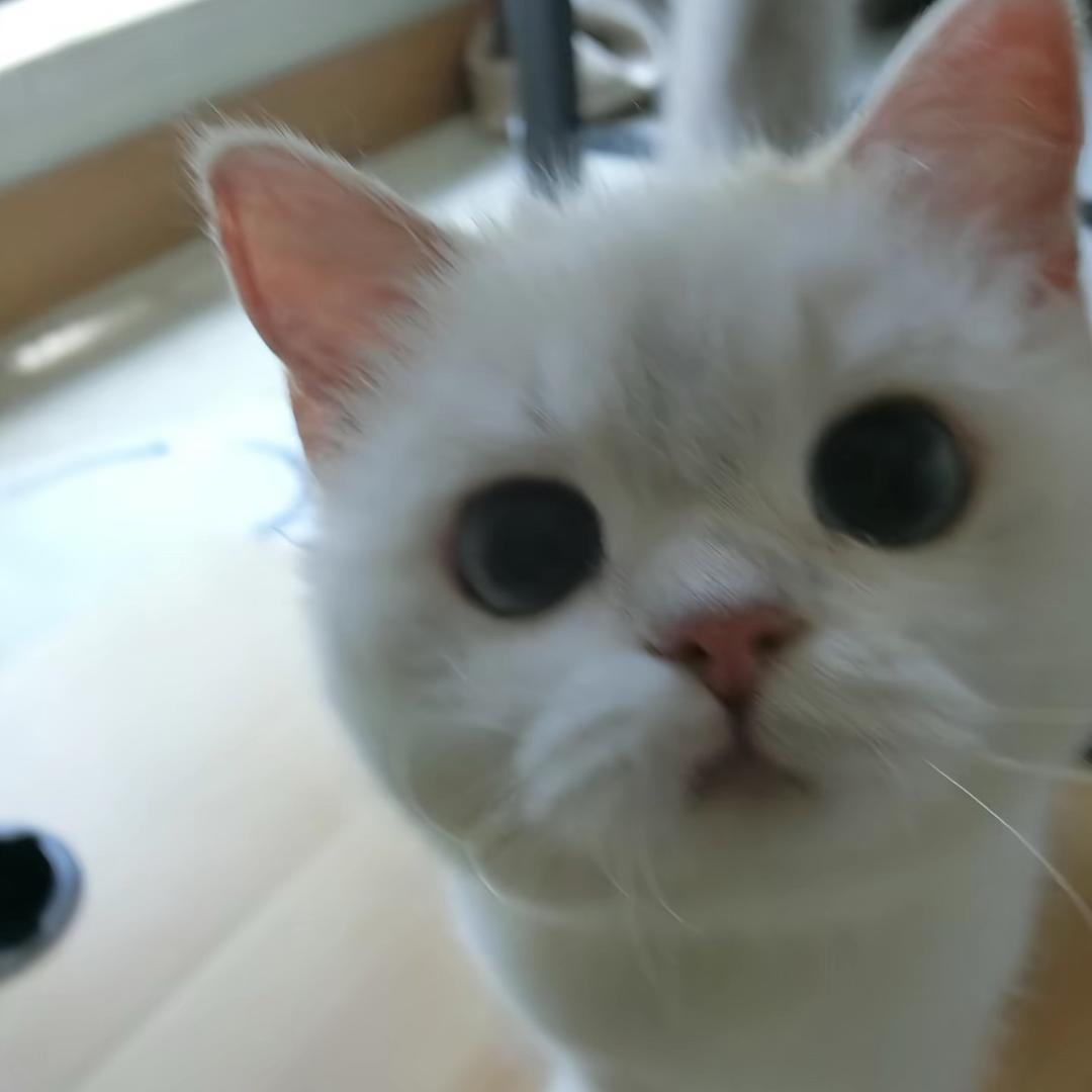 一只猫