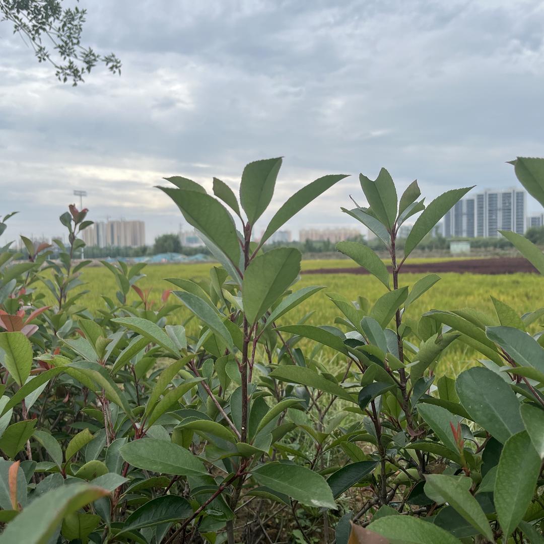 小城脆柿