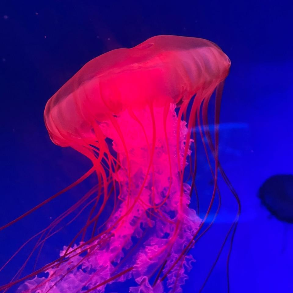 蝴蝶