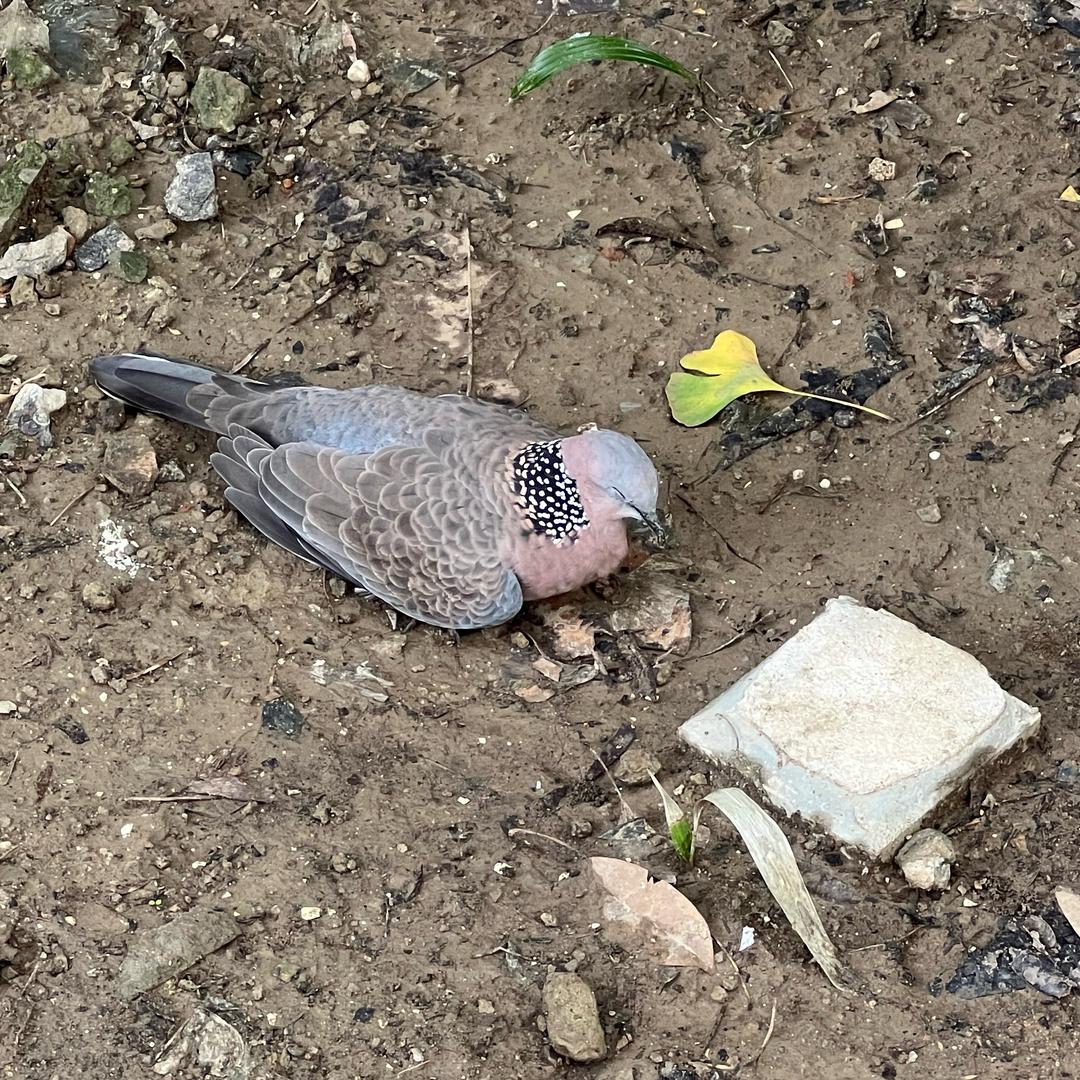 叫我塔利班的老斑鸠