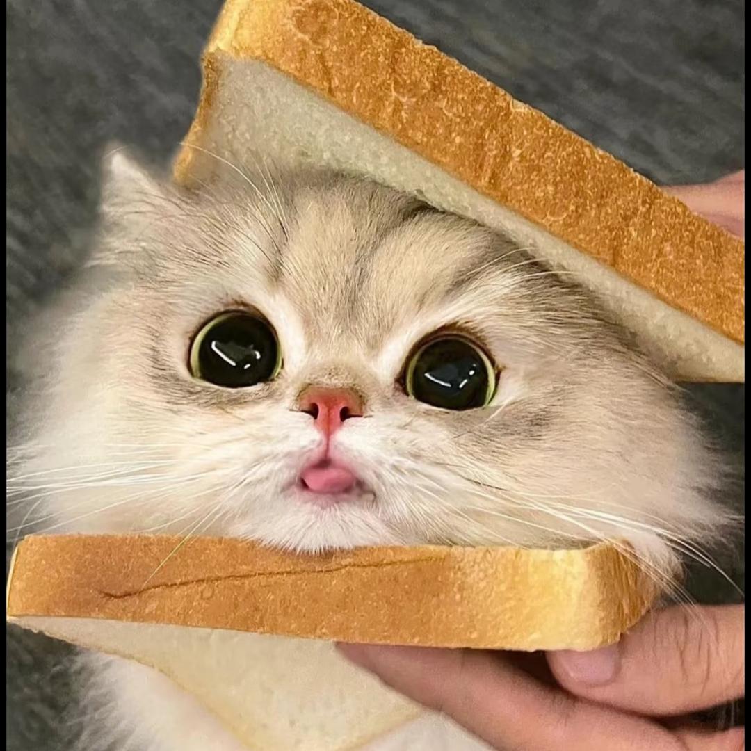 自由生长的小鸭🐣