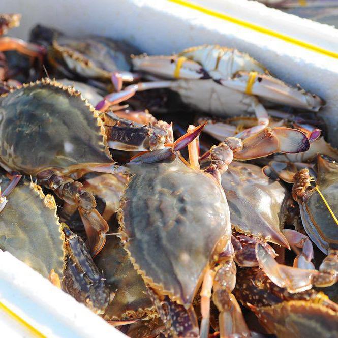 应季鲜🦀（梭子蟹批发）