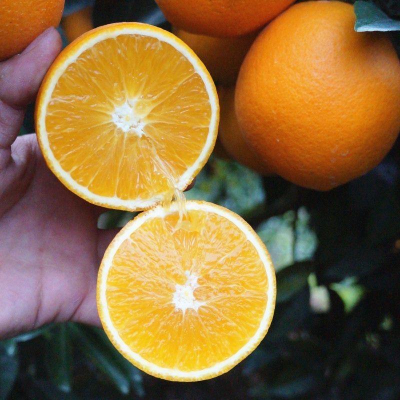 赣南脐橙产地直发