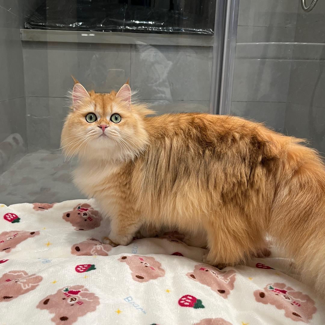 小师妹的养猫日记