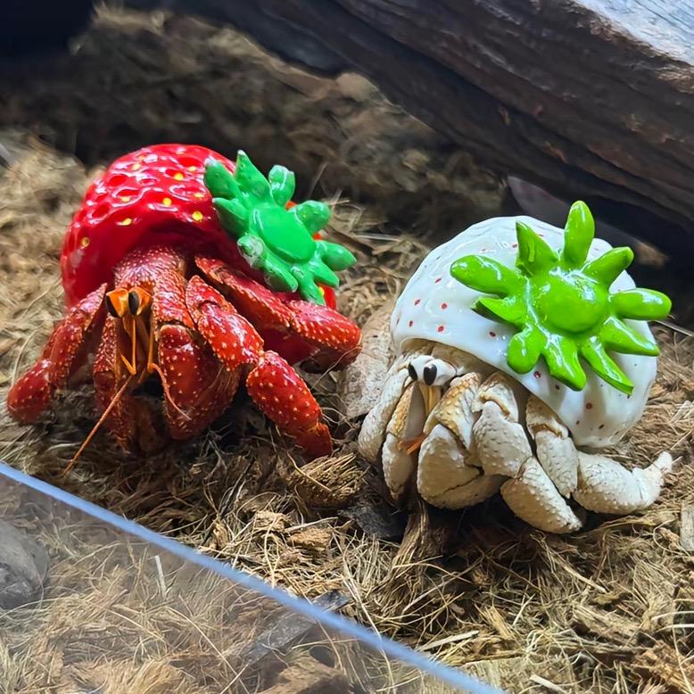 蟹蟹您嘞🦀