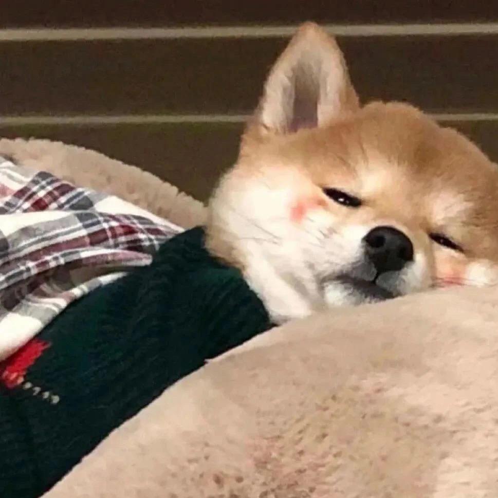 阿牛哥家的狗宝