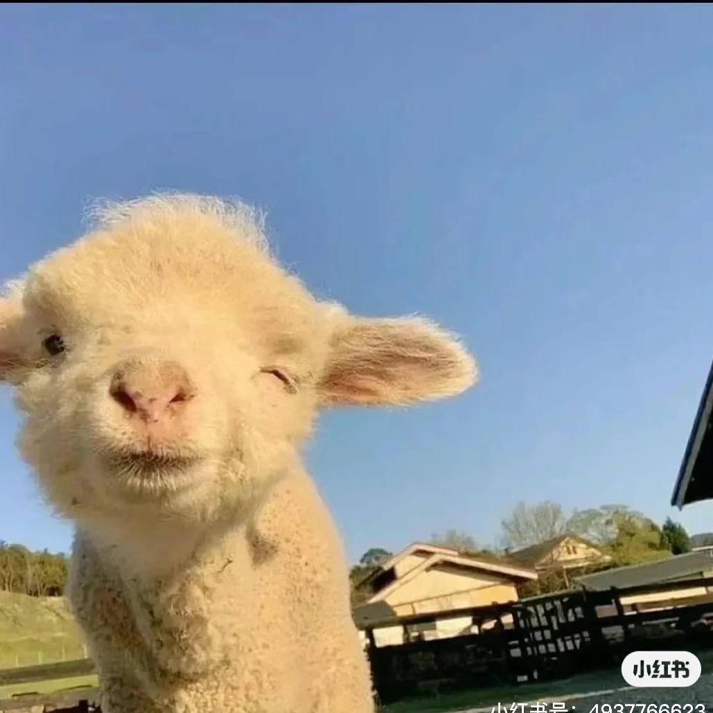 小杨🐑_