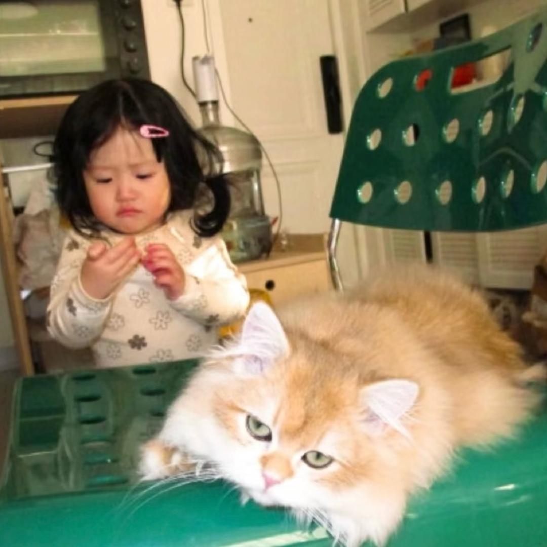 卷心菜菜.