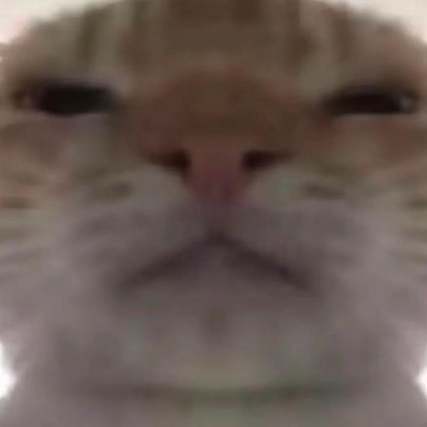 哈基米南北绿豆