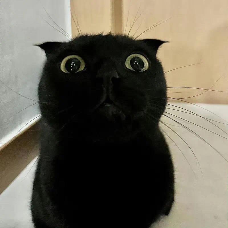 懒觉羊