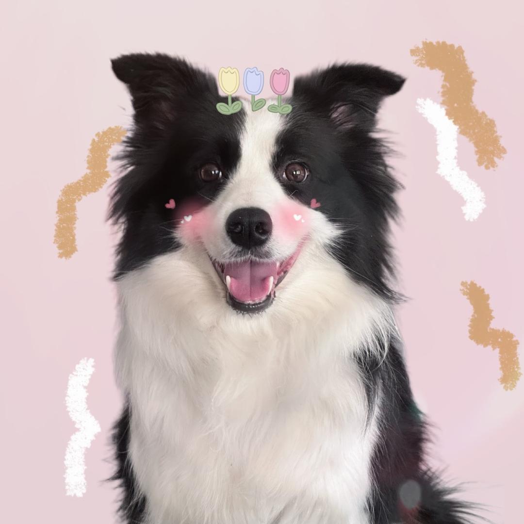 土豆是边牧呀🥔