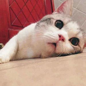 苏小弈