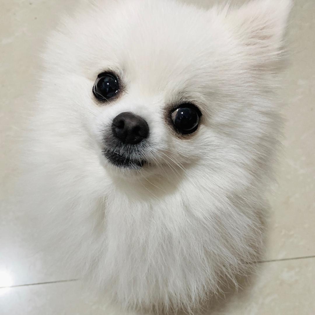 🐣张鱼小丸子🐥