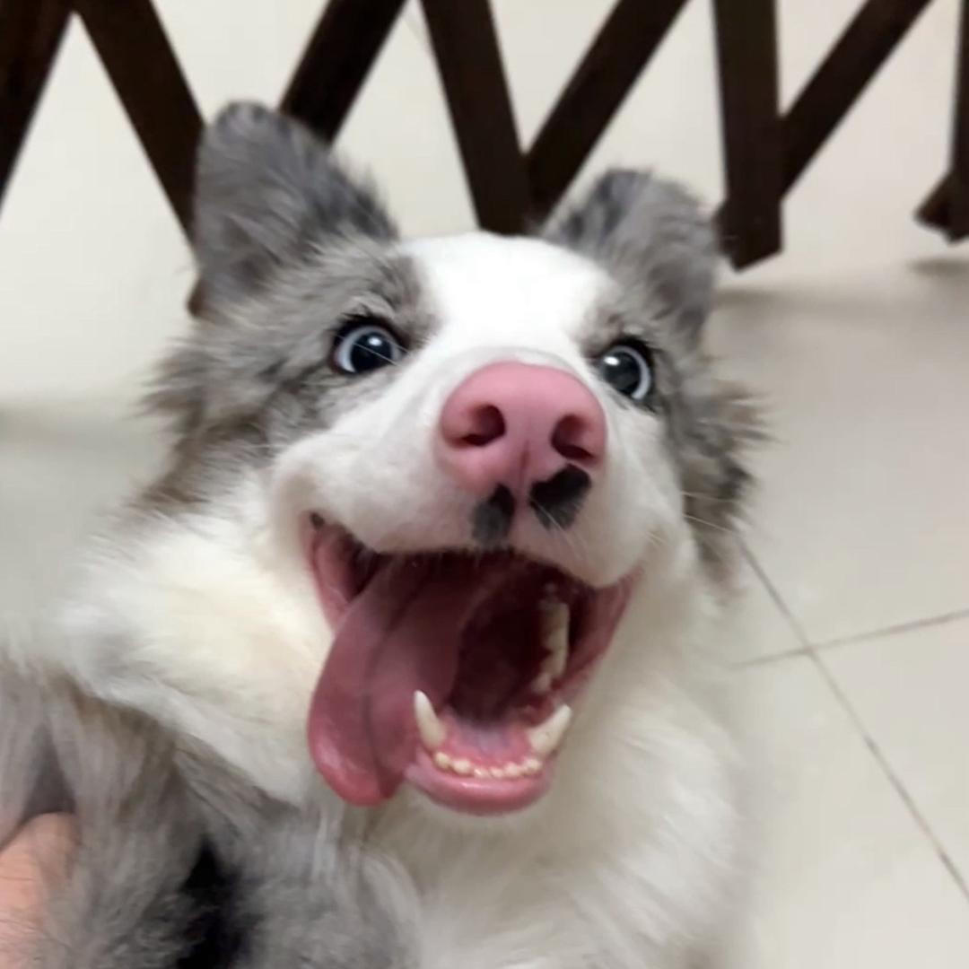 香猪妹