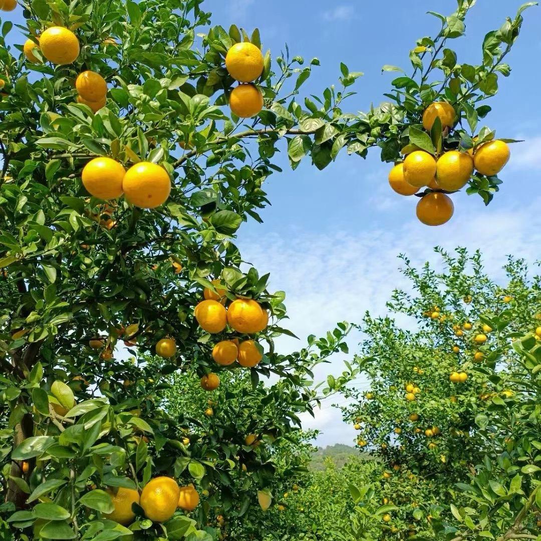 子鱼永贤果树苗木专营店