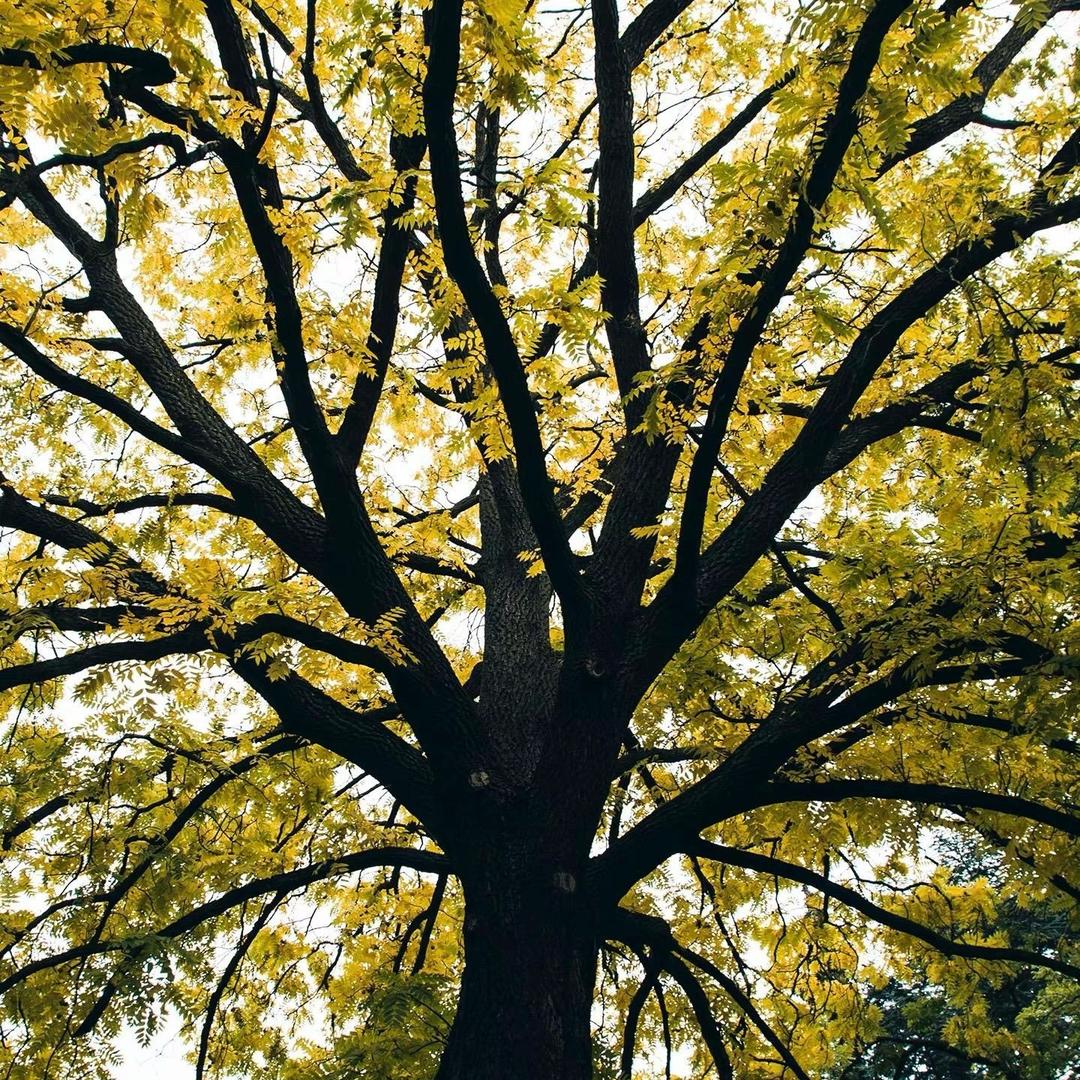 我在飞鸟的梦里