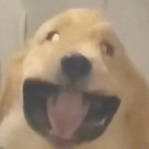 开心猪猪侠