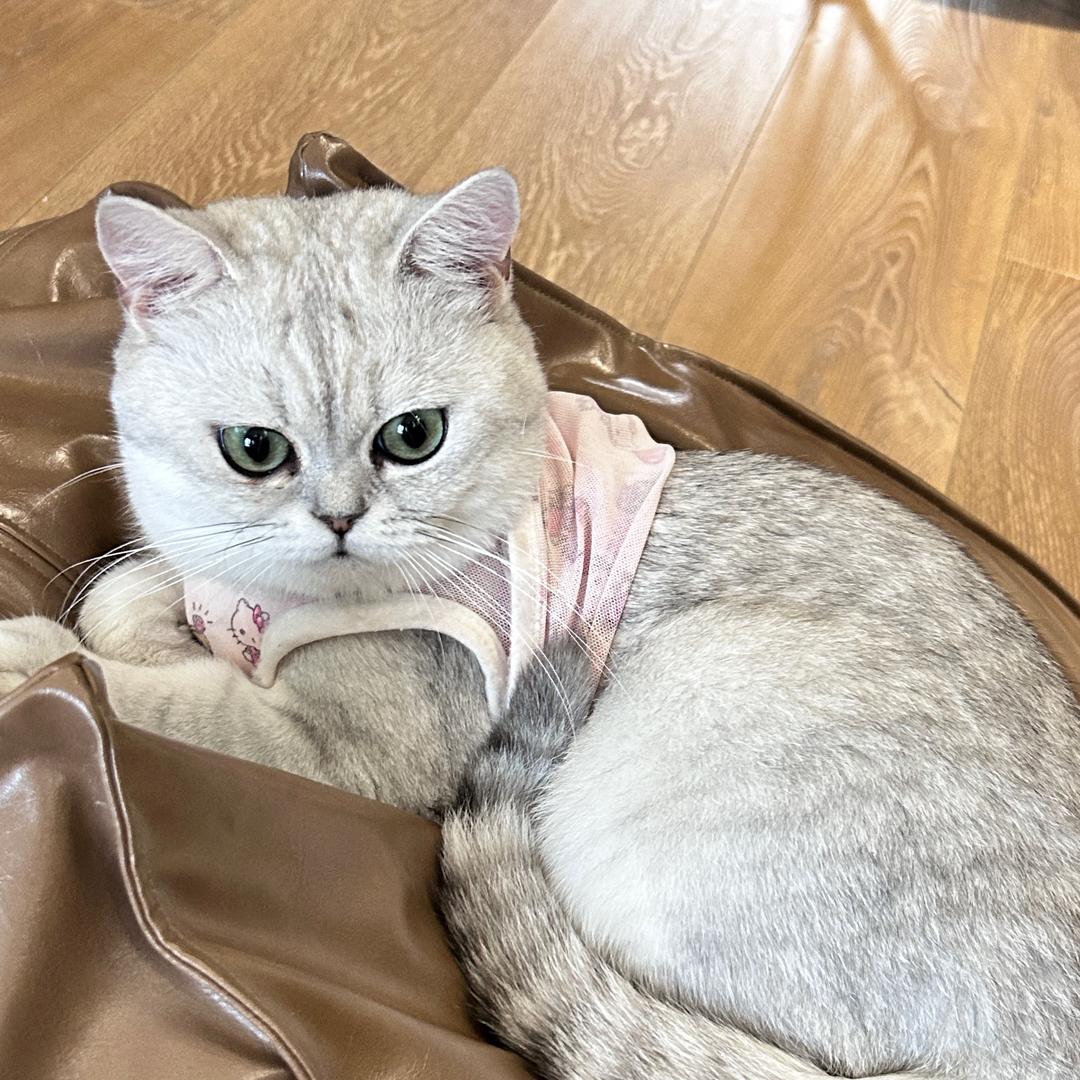 hellokitty