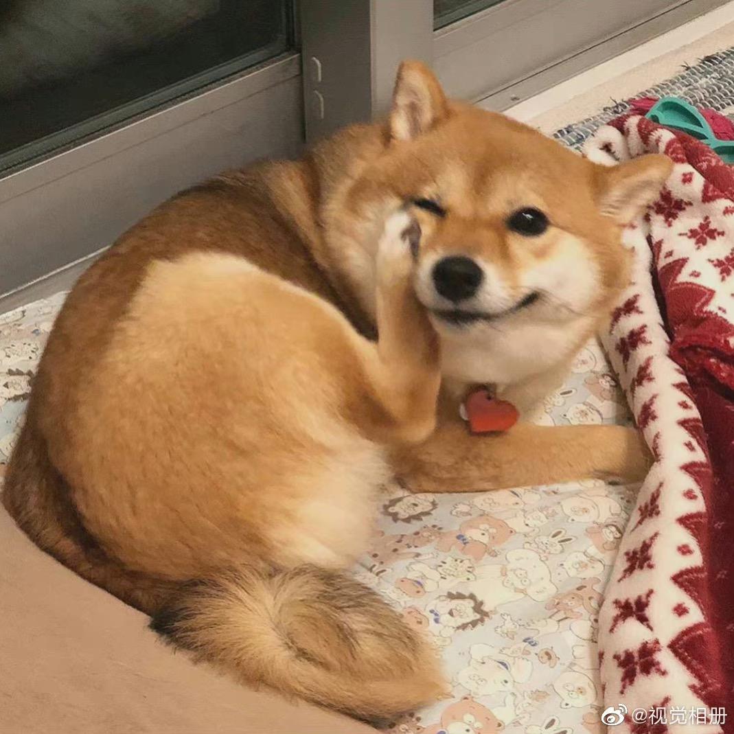 阿狗大王