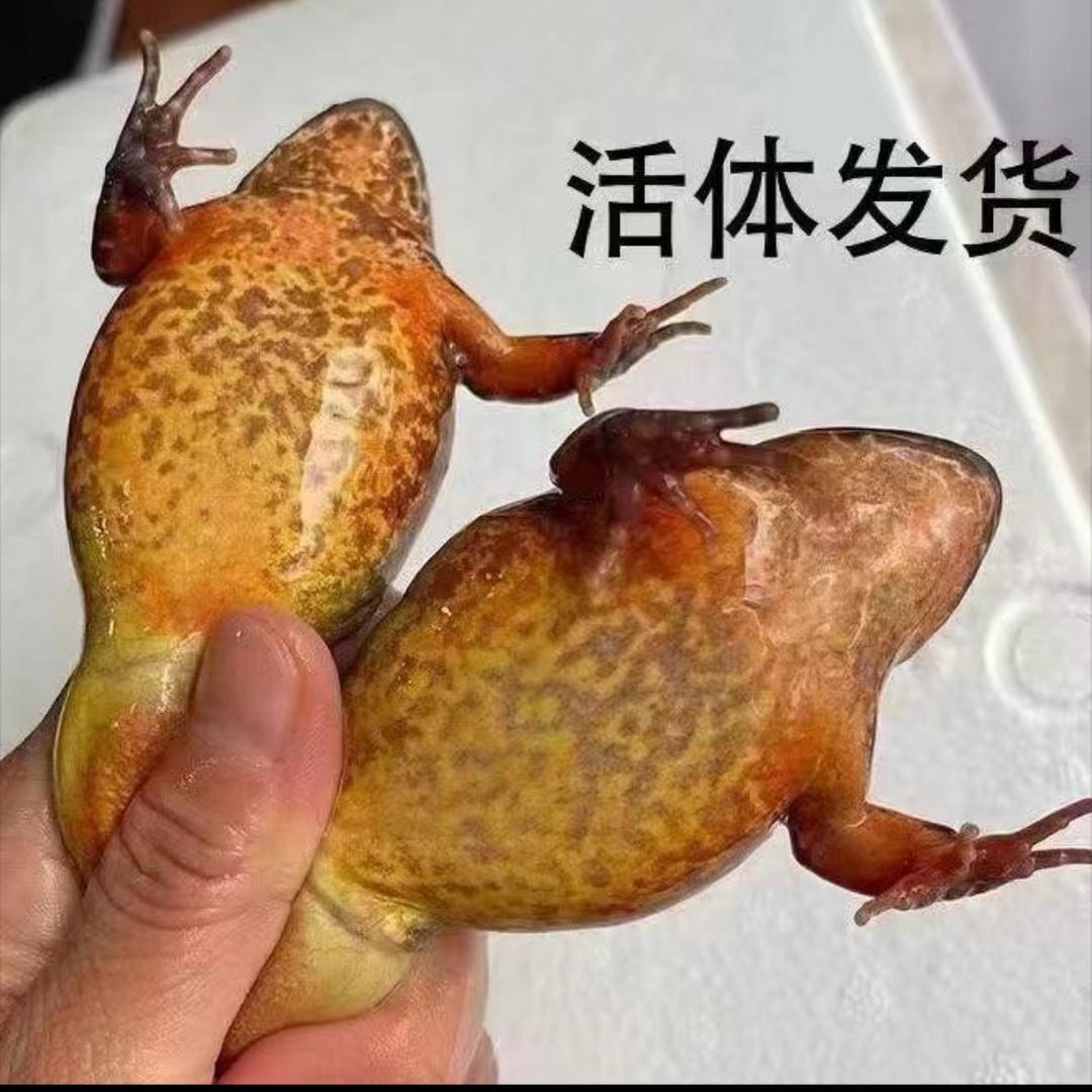 A.尔滨林蛙大母暴