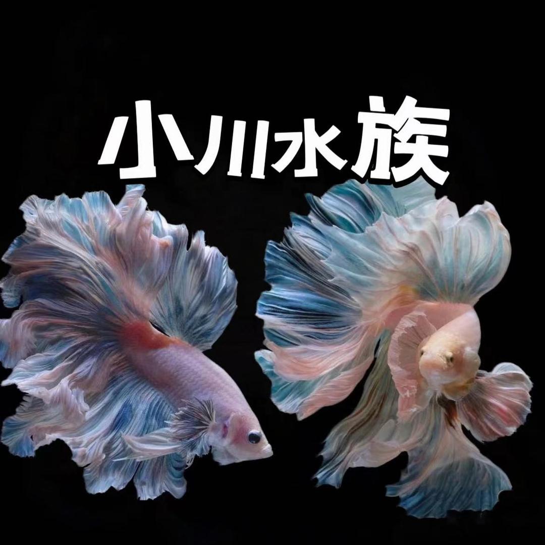 小川水族(每晚8点左右直播)