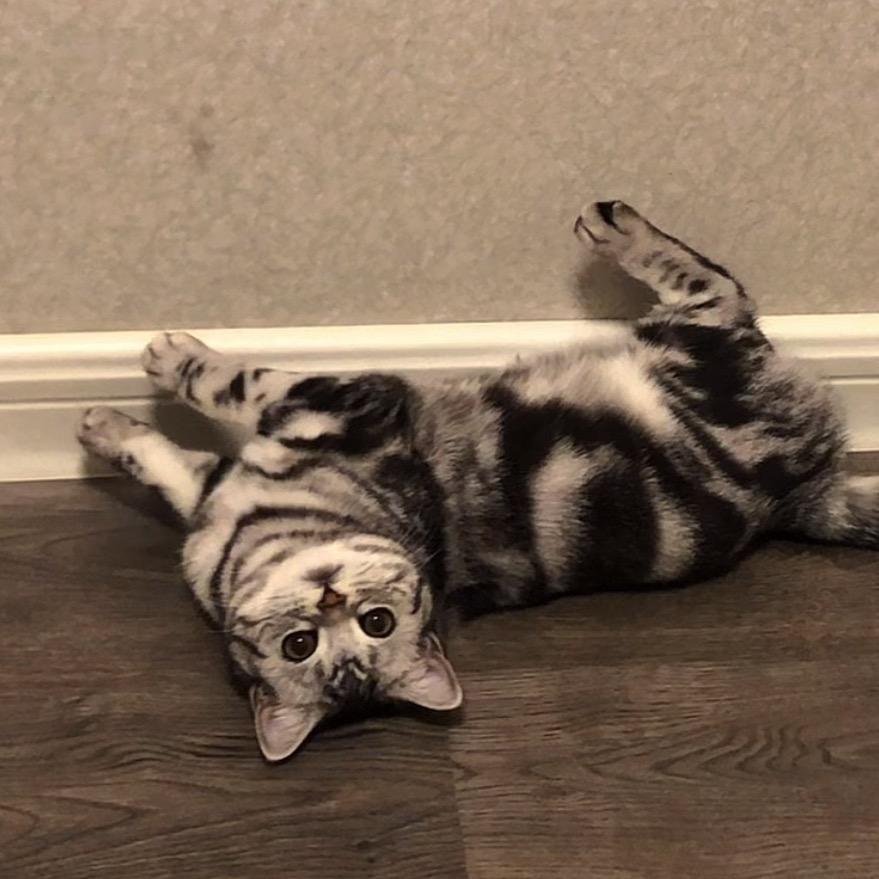 长不大的金豆儿🐱