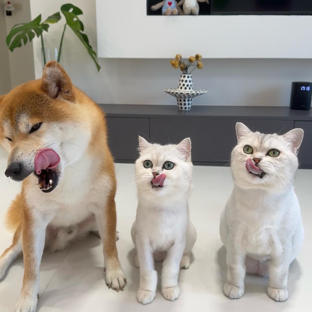 汤圆最可爱