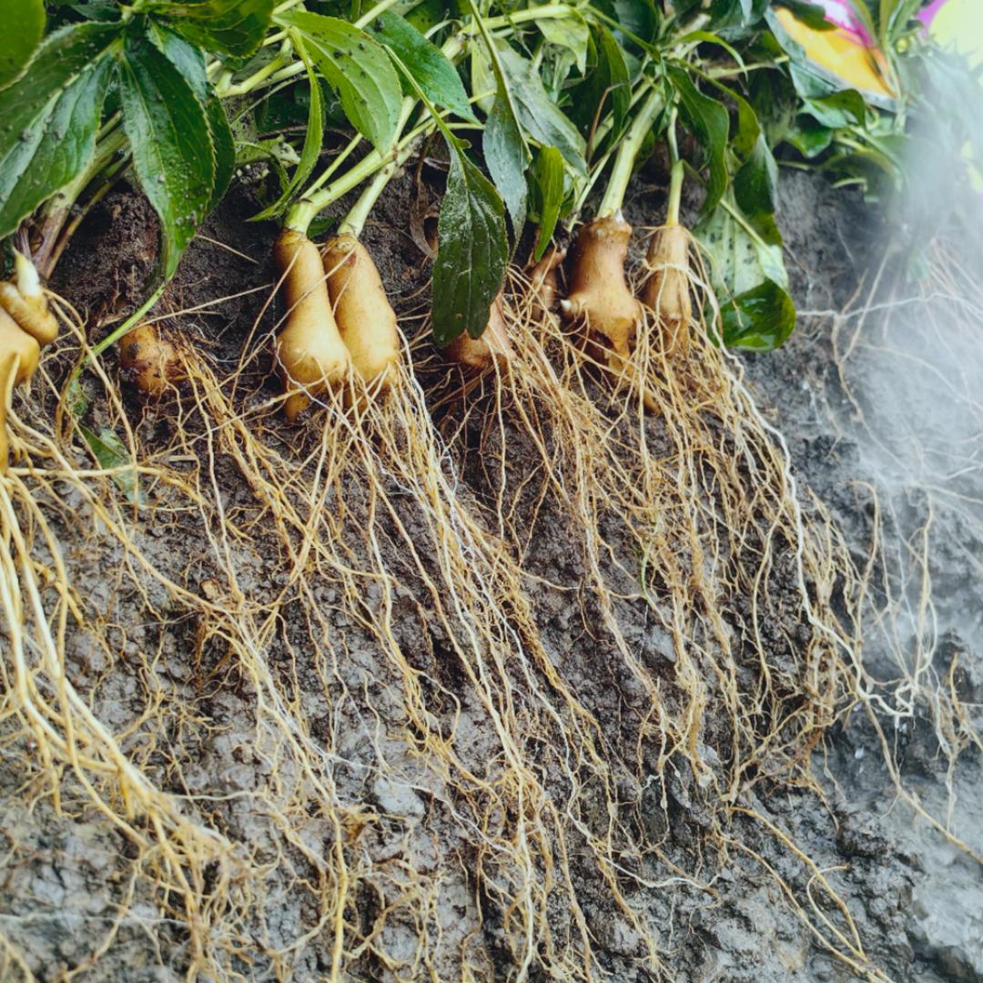 亳州白术高产课堂（福元农资）