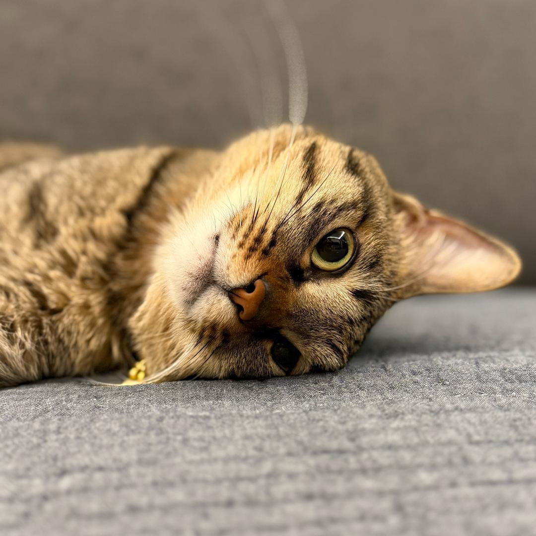 猫六拾