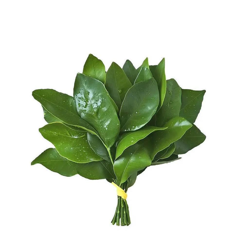 好运莲莲