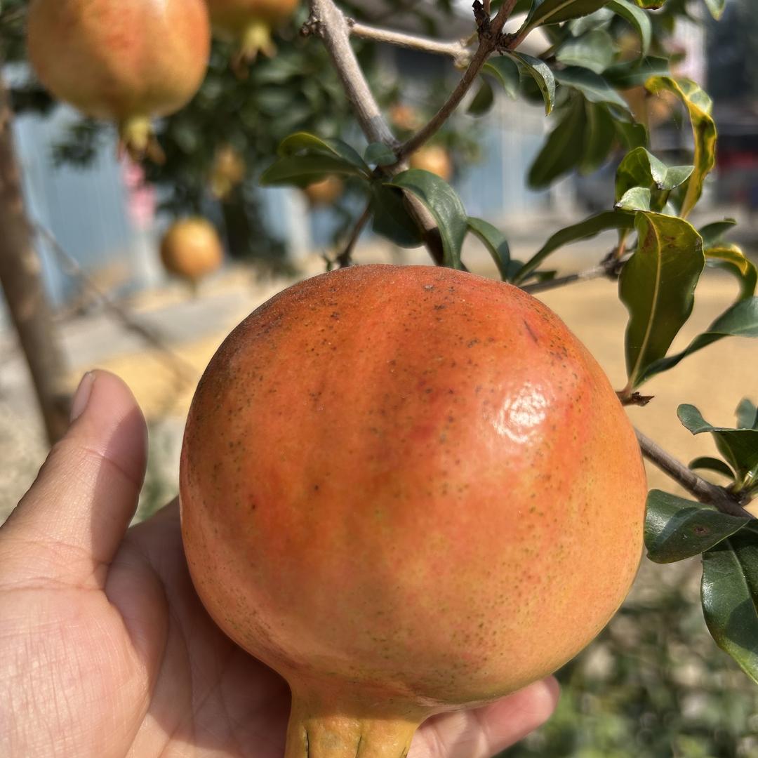 利园果树苗木售