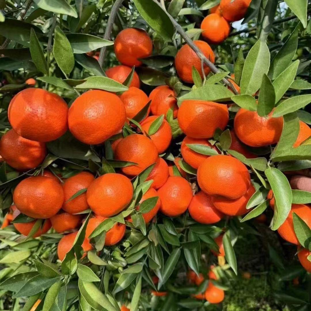 菜菜@