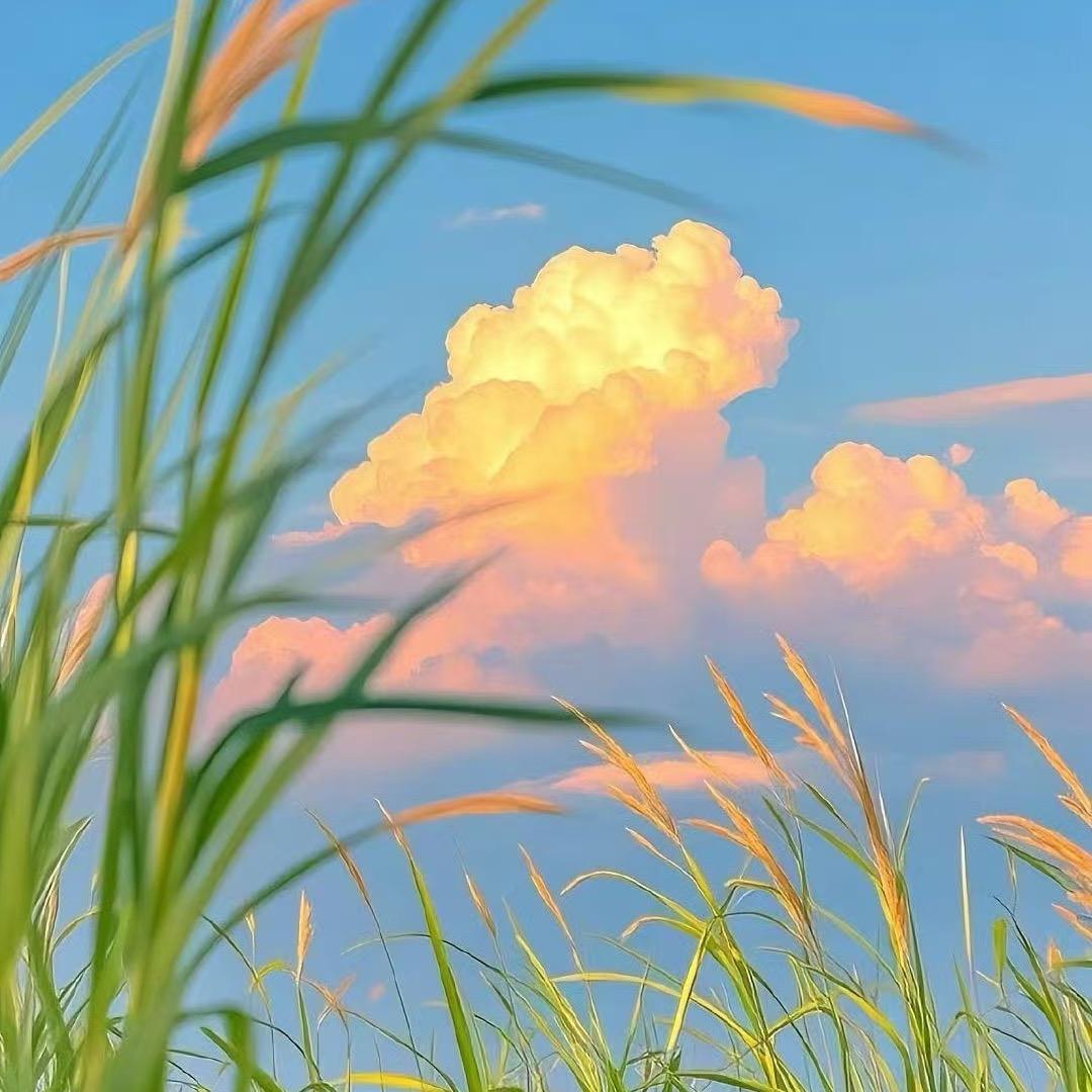 🍊橘子