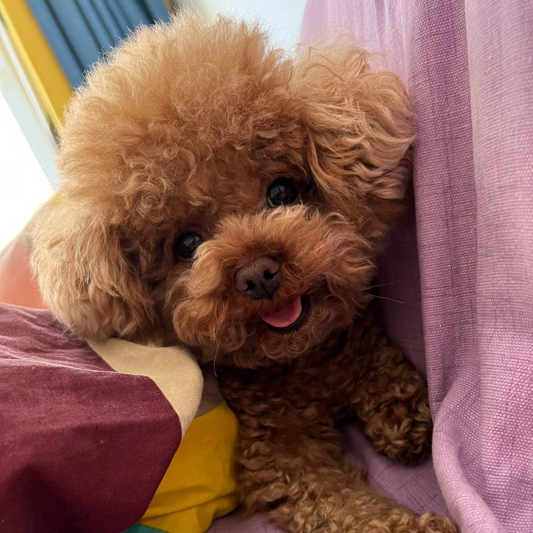 迪迪麻麻