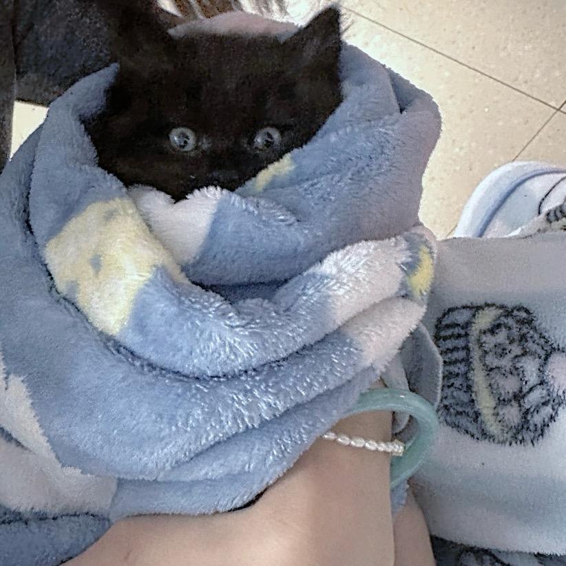 猫大王梨羔羔头像