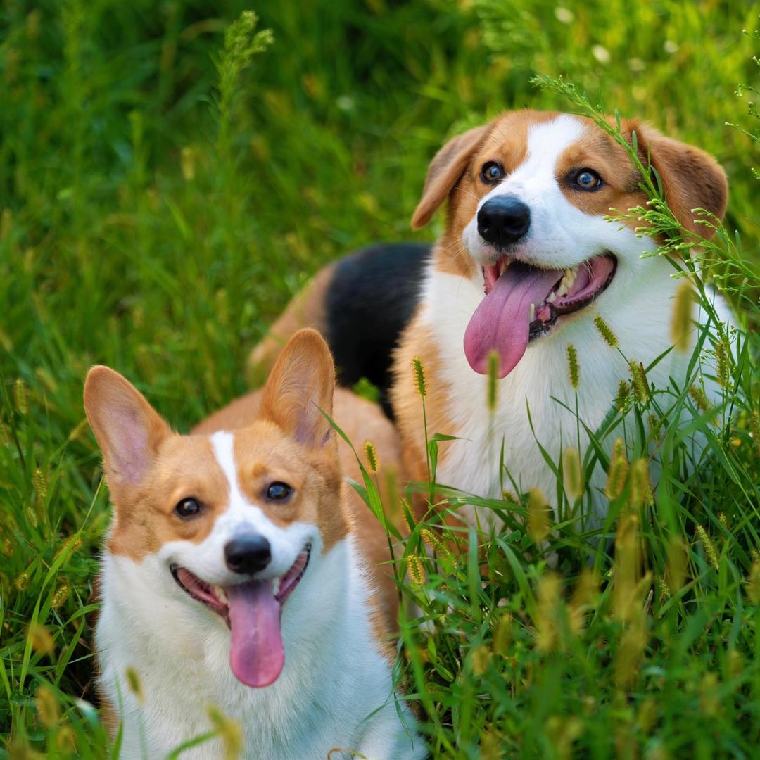 大团子好物分享