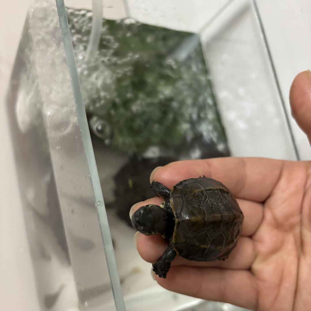 梦园萌宠（视频号）