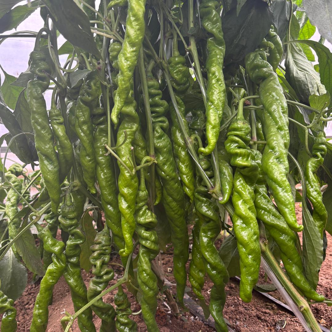 中农福得赵苗育