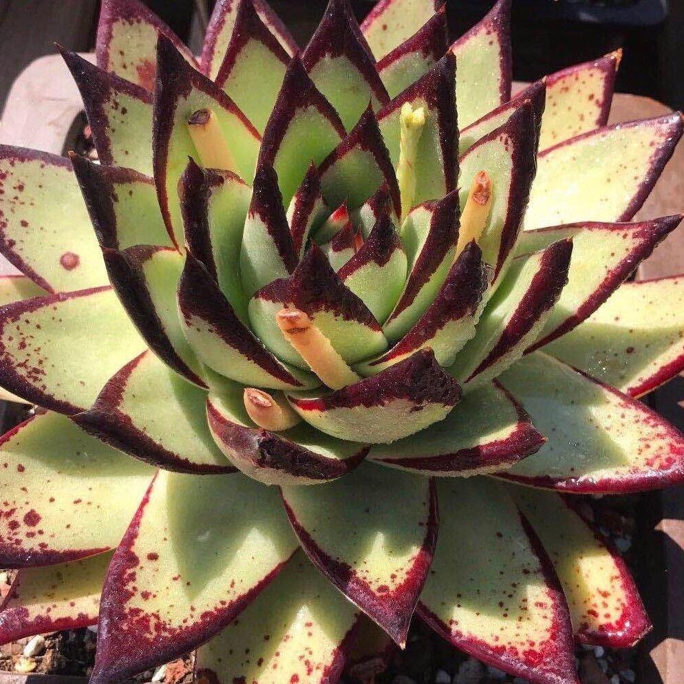 花花多肉