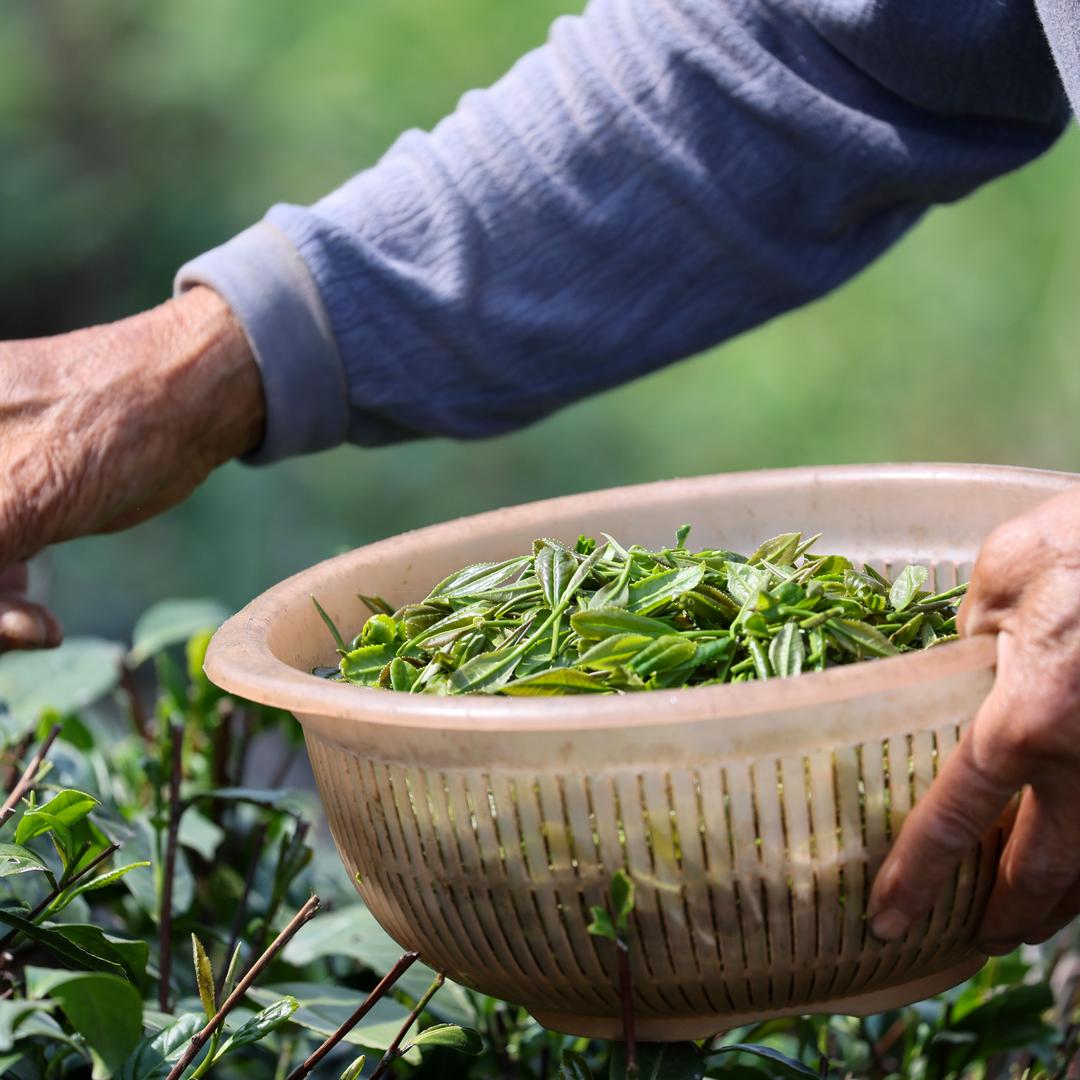 瑞沏有好茶