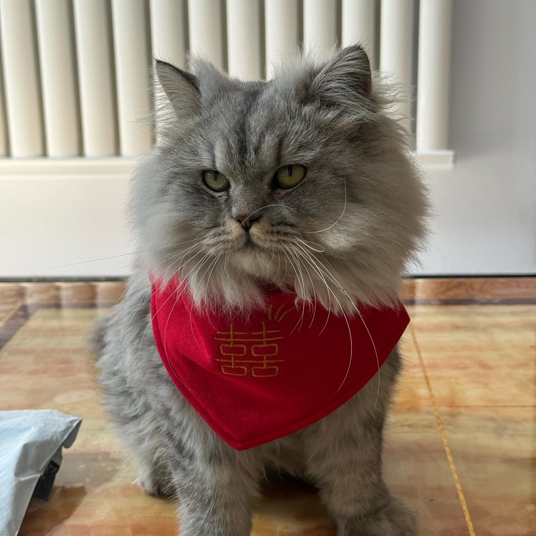 猫巷人