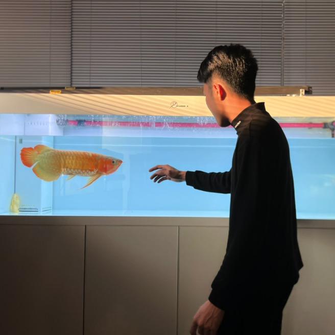 辰赤龙鱼场