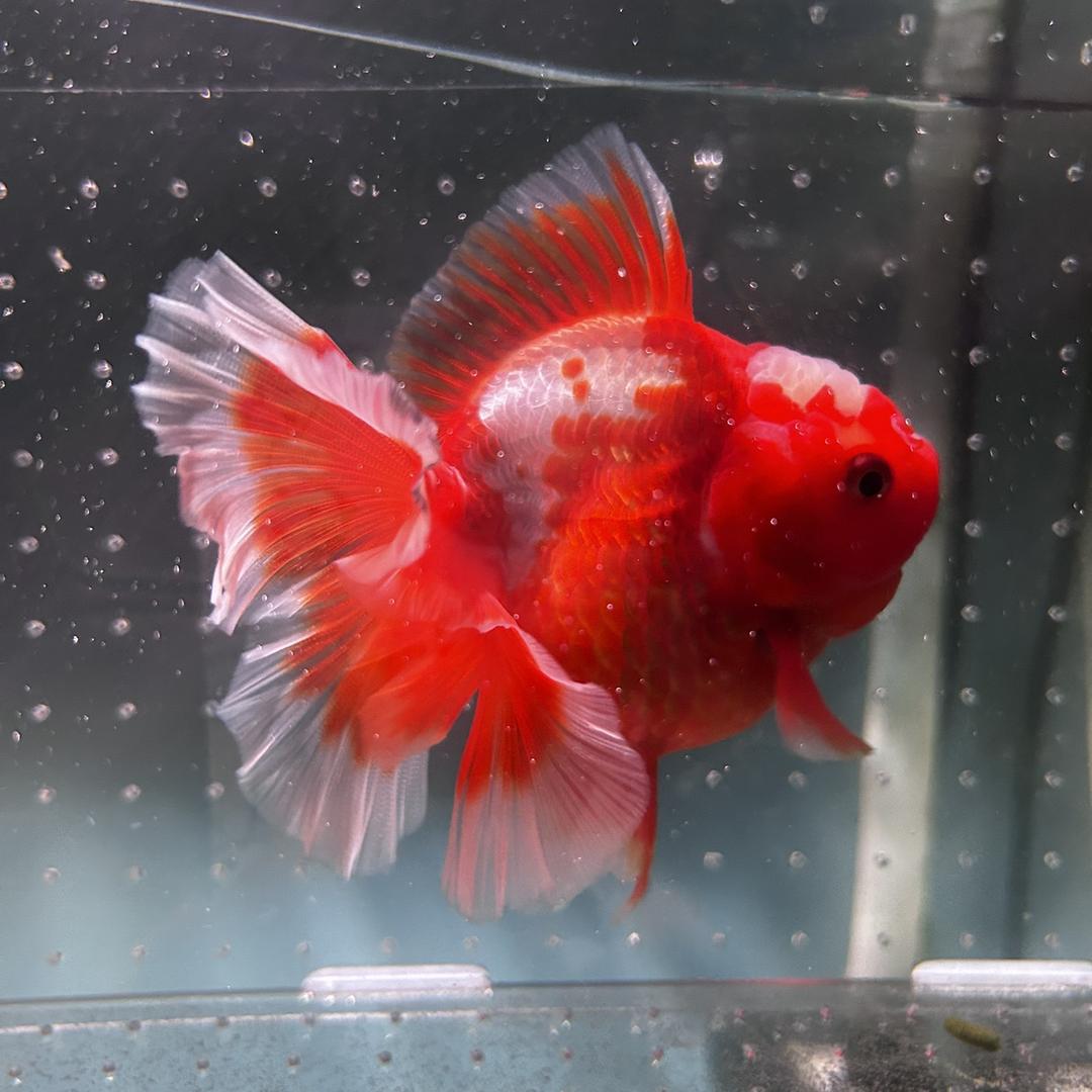 奉天观赏鱼养殖